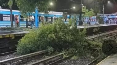 CABA: El temporal dejó árboles caídos, autos aplastados y techos volados