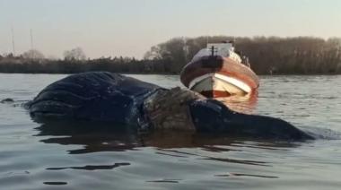 Zárate: Hallaron otra ballena muerta y ya son tres los casos en 15 días