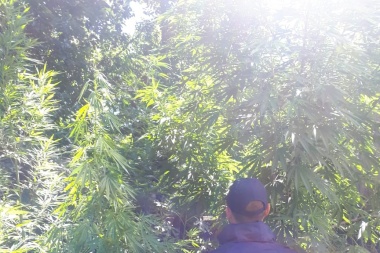 Desmantelan un "vivero" de marihuana en barrio Padre González