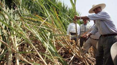 Productores azucareros alertan que por bajos precios y caída de rendimientos peligra la zafra