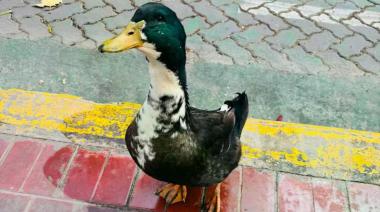 Denunciaron a un pato por agredir a otras mascotas  y se generó una insólita polémica