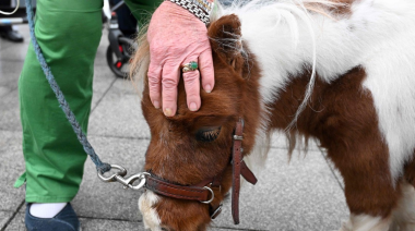 Donó el pony de su hija a un zoológico para que se lo coman los leones