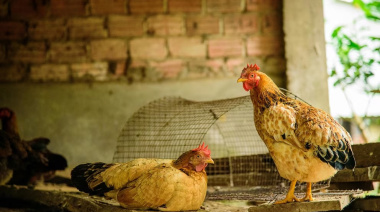 Chile suspendió la importación de pollos desde la Argentina por la detección de un caso de gripe aviar