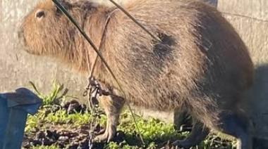 Indignación en Los Toldos: Apareció un carpincho encadenado en la vereda y los vecinos denuncian maltrato animal