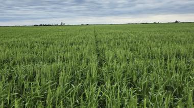 Trigo: Pese a la inundación, esperan una cosecha histórica