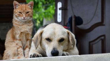 Lincoln sale a contar cuántos perros y gatos hay en el distrito