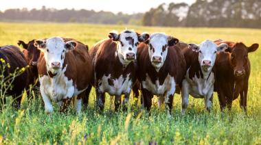Alerta en el norte bonaerense por el robo de ganado: faenan animales y los venden en carnicerías de la región