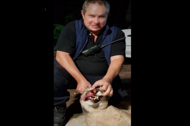 Chacabuco: detienen a funcionario  municipal por faenar un puma