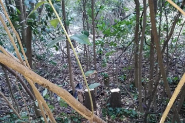 Tala indiscriminada y sin controles en el bosque del Paseo Ecológico