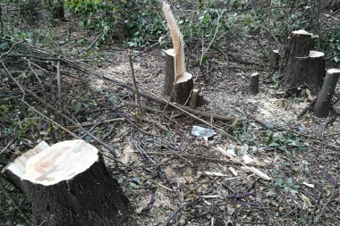 Tala indiscriminada y sin controles en el bosque del Paseo Ecológico