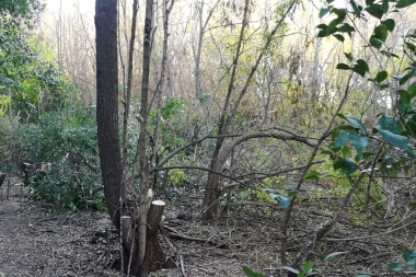 Tala indiscriminada y sin controles en el bosque del Paseo Ecológico