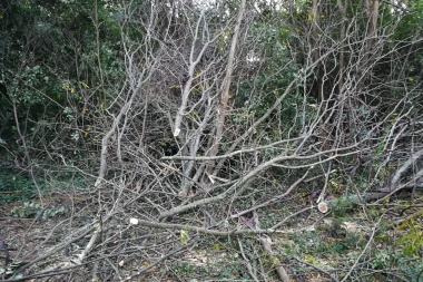 Tala indiscriminada y sin controles en el bosque del Paseo Ecológico