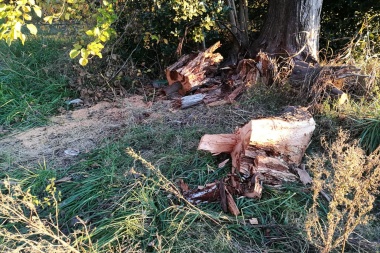 Tala indiscriminada y sin controles en el bosque del Paseo Ecológico
