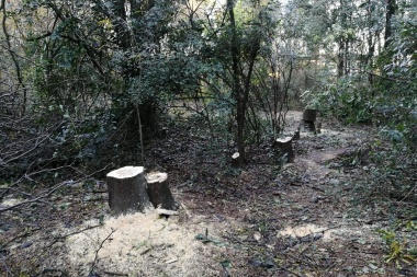 Tala indiscriminada y sin controles en el bosque del Paseo Ecológico