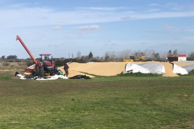 Carnearon una vaca, se llevaron terneros y dañaron bolsones de cereal