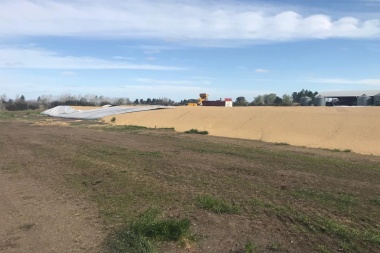 Carnearon una vaca, se llevaron terneros y dañaron bolsones de cereal