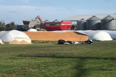 Carnearon una vaca, se llevaron terneros y dañaron bolsones de cereal
