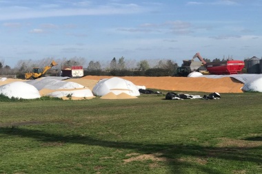 Carnearon una vaca, se llevaron terneros y dañaron bolsones de cereal
