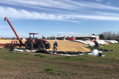 Carnearon una vaca, se llevaron terneros y dañaron bolsones de cereal