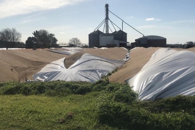 Carnearon una vaca, se llevaron terneros y dañaron bolsones de cereal