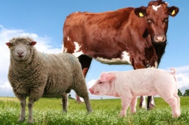 IPCVA: ¿Por qué no sumar la  promoción de ovinos y cerdos?