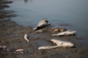 La sequía pone en riesgo a nuestra fauna lagunar