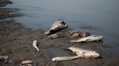 La sequía pone en riesgo a nuestra fauna lagunar