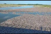 Sequía prolongada: gran mortandad de peces en la salida del Carpincho