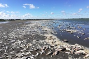 Masiva mortandad de peces en el Parque Natural Laguna de Gómez
