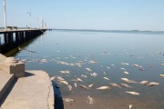 Gran mortandad de peces en la Laguna de Gómez