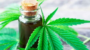 Las ONG podrán cultivar cannabis medicinal y representar a 150 personas