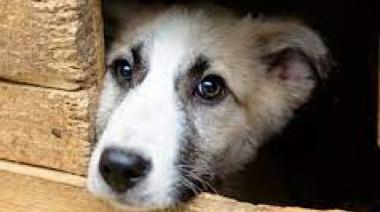 “Día de Pelos”, el encuentro con mascotas que esperan un hogar