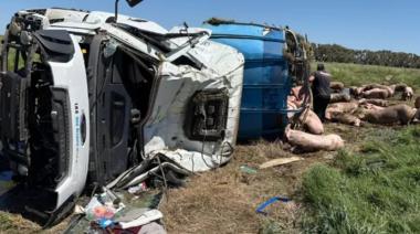 Volcó un camión con cerdos cerca de Chacabuco y los vecinos saquearon toda la carga