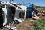 Volcó un camión con cerdos cerca de Chacabuco y los vecinos saquearon toda la carga