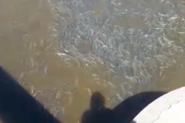 El río Salado se llenó de peces durante la cuarentena