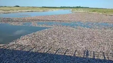 Sequía prolongada: gran mortandad de peces en la salida del Carpincho