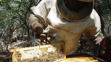 Luces y sombras la apicultura bonaerense