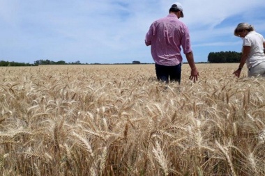 Trigo agroecológico: Una propuesta del INTA para rebatir un mito rural
