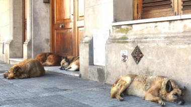 Perros de la calle, la polémica interminable