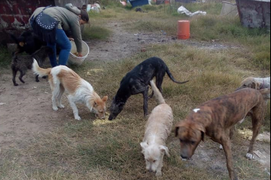 Cientos de perros en los barrios, con hambre, frío y sin atención