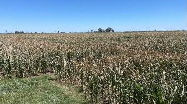 Más de 15.000 hectáreas de maíz duramente afectadas por la seca