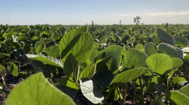 La soja juninense aporta 4.000 millones de pesos al Estado nacional