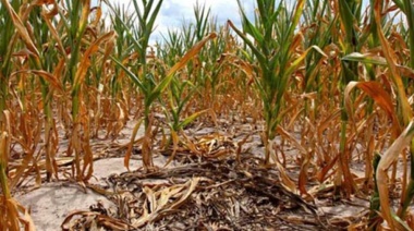 El campo advierte "pérdidas irrecuperables" por sequía y pide intervención de Kicillof