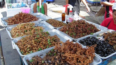 ¿Los insectos serán nuestra futura comida?