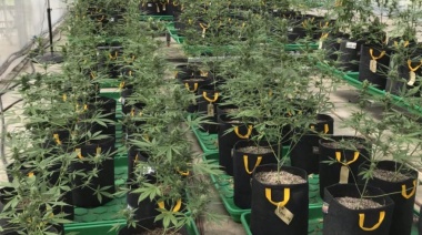Pergamino: se robaron 50 plantas de marihuana de los cultivos medicinales del INTA