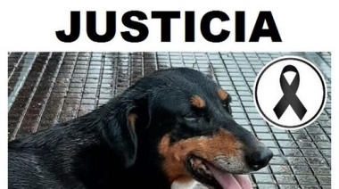Reclamo por el uso de pirotecnia que mató a una perra comunitaria ayer en Junín