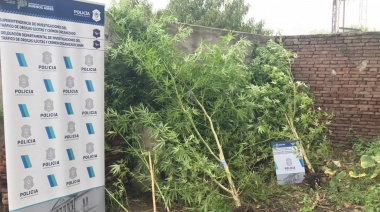 En tres casas de Lincoln, Alem y Los Toldos se secuestraron 23 plantas de marihuana