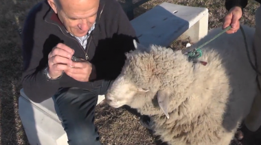 Insólito video: un intendente se encontró con una oveja y le convidó galletitas
