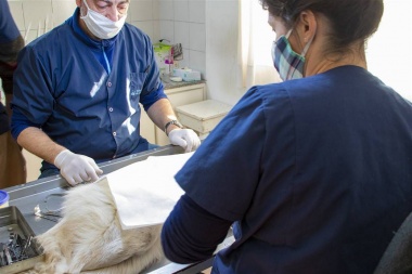 Los animales, cada vez más abandonados en Junín