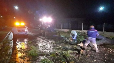 Caída de árboles en la ciudad, por la tormenta